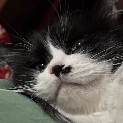 hopia_dump's profile picture. dogshow era dump