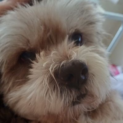 cas_crunchie's profile picture. Hate injustice, hypocrisy political correctness!
Love freedom straight talkers, honest folk common sense 
Love animals, Brexiteer, on the right side of history!