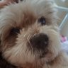 cas_crunchie's profile picture. Hate injustice, hypocrisy political correctness!
Love freedom straight talkers, honest folk common sense 
Love animals, Brexiteer, on the right side of history!