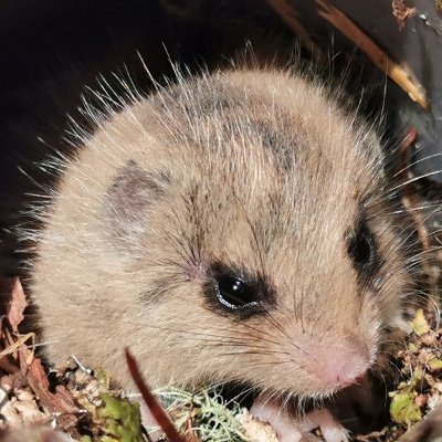 ヤマネ情報集めてます。さんのプロフィール画像