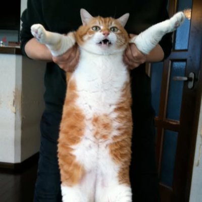 shaw_kanda's profile picture. 医学書・雑誌編集者｜救急・総合診療・たまに集中治療
Hospitalist編集部を経て、救急雑誌BeyondERをゼロから創刊（短距離走でしたが）。翻訳書も手がけつつ、現場で生きる医学知の形を探求中。
#総合診療 #救急 #医学教育