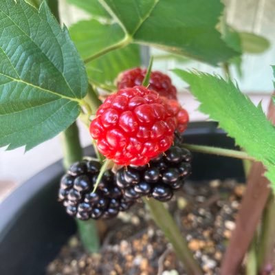 nuu1728niowaru5's profile picture. 【茨城県】 家庭菜園が楽しい♫ (っ ॑꒳ ॑c) 野菜 イチジク いちご ブルーベリー ラズベリー ブラックベリー 金柑 ハーブ類 バラ パンジー ビオラ 観葉植物 野草 【その他】 料理 DIY 将棋 詰将棋 チェス スポーツ 魚釣り 宇宙 ゲーム実況 アニメ 散歩 介護