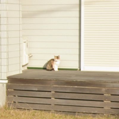 Iseetellze's profile picture. 営