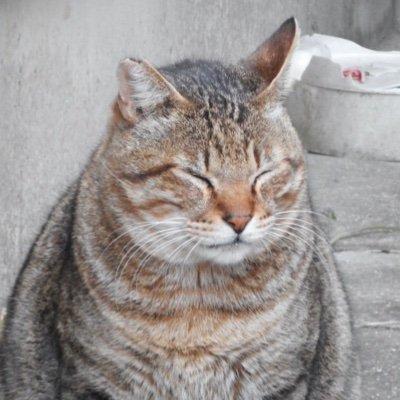 うわん
新宿ベルクの店長さんからブロックされてる
なんでやろ
ますむらひろし展のこと
宮澤賢治の猫の考察、
中古レコード店に外人が来て
エルビスは無いかと聞かれてコステロを指さしたら
プレスリーやと云われた話も、
いいねくれてはったのに
なにか失礼なことしてたらごめんなさい
no+eにいます
no+eで唸ってます