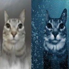 meowkat75's profile picture. 9teen /// 🇺🇦✈️🇺🇸 /// Marxist-Leninist and proud Soviet apologist /// 16+ please for follow kthxbai