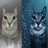 meowkat75's profile image