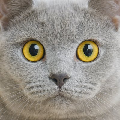 thegraycats's profile picture. Sharing lovely bluish-gray cats from SNS daily🎀 海外＆日本の“かわいいグレー猫”を紹介しています📸