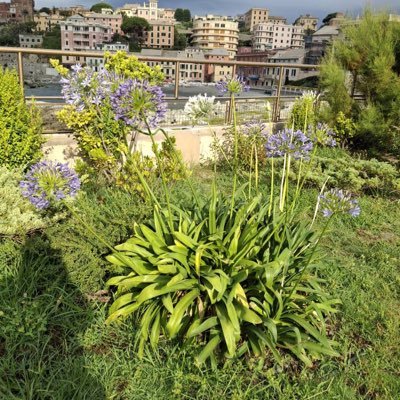 DrLeila3333_LY's profile picture. Pharmacist , Ecologist 🌱