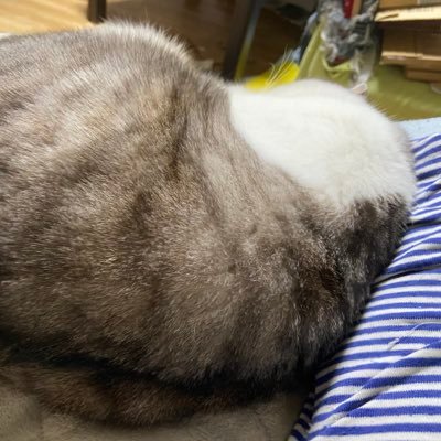 ya__same's profile picture. 🦋fromdusktilldawn