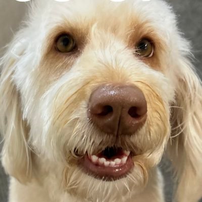 c_schaum's profile picture. Litty