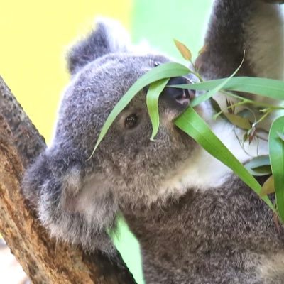 __________ntk's profile picture. ｺｱﾗｰ｜ﾎﾛｽｺｰﾌﾟ｜ﾚｲﾔｰ｜ ﾊﾞﾝｷﾞｬ｜ 🎸📚🦉🐨📷🌌🔭ｱｲｺﾝは私が撮ったポポロです♡