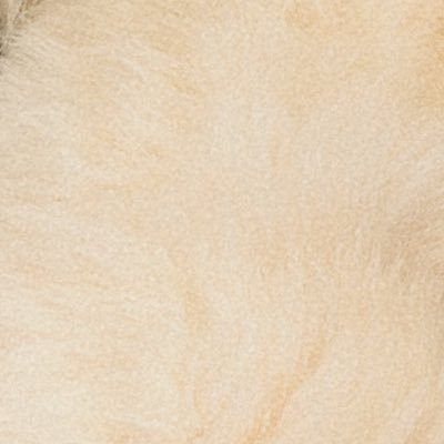 サモエドの毛さんのプロフィール画像