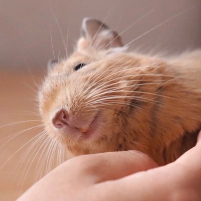 デグーと趣味/アグーチデグーのチシャ(2015年12月生、2021年2月2日🌈) サンドデグーのむく(2021年3月生、2021年6/12お迎え)。LINEスタンプ→https://t.co/pZbxT3Jums