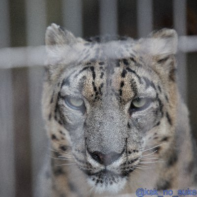 ユキヒョウが好きです。特にユキチのことが一番好き Instagramは→https://t.co/0OPyUYMrXy
all photos taken by me. 画像の無断転載・使用はご遠慮