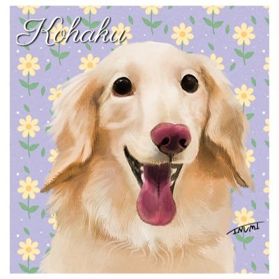 kohaku201610's profile picture. 琥珀（こはく）@ミニチュアダックスフント ・推定１4歳・男の子・元保護犬。2016年 10月8日（当時推定5歳）家族になりました。ポーカーフェイスの超ビビりっこ。意図的におしっこミスるの得意。お散歩は毎回ドキドキチャレンジ&びっくりすると💩ピーピー&犬見知り常に発動。 ＃保護犬 #ミニチュアダックス