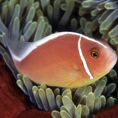 hya2026's profile picture. 