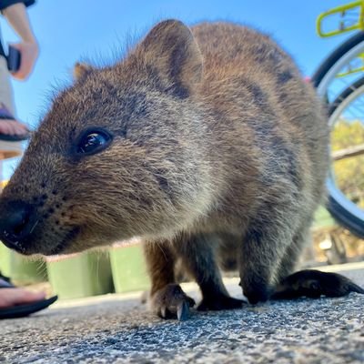 shunboy1's profile picture. Webの仕事マン。ブログも書いてます。