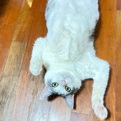 me92820632's profile picture. 😷♡🌸コレたんカニジラ🦀🌸来世は猫になりたい🐈X見る専門💪😭婚活も