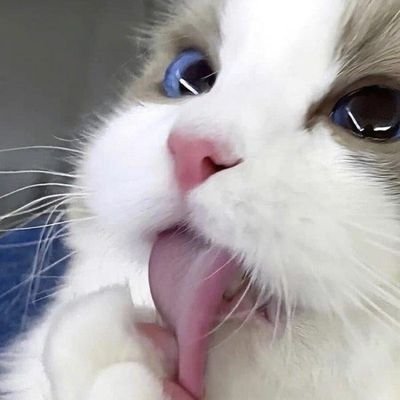 syalleos651379's profile picture. 