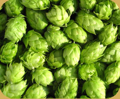 Kent Brewers Profile