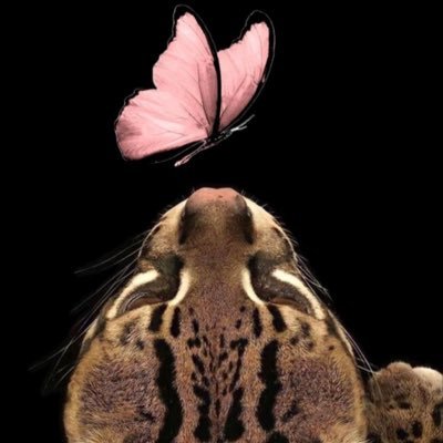 nayab2x_naya's profile picture. 