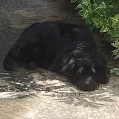 g999_999g's profile picture. 第五人格 S7th Undead & ★100 stars 🍵