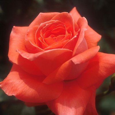 RolandFrick2's profile picture. 