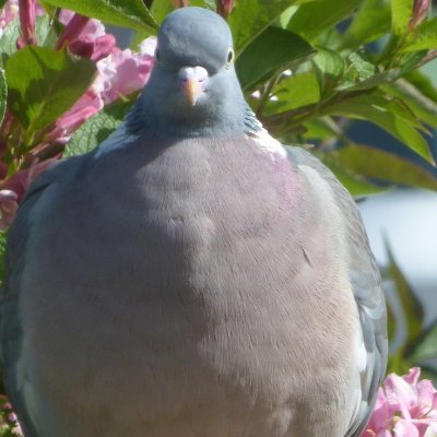 RobynRobinmeow's profile picture. 