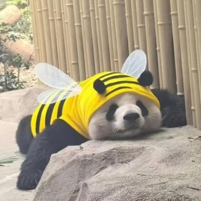 ⚜ 𝔉ℭ
🦏🐻🐼
weird but nice
#LordChampurradas
🎶🐝abejita🐝chiquitita🐝🎶