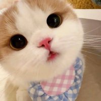 @youy (@singhchandrkesh) 's Twitter Profile