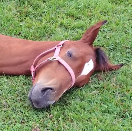家族経営の生産牧場🏇エンタノメガミ・スーパーパワー・タイガンジョウジュ・スズカヴィグラス・コスモボアソルテ等の故郷 現役🐴ノースヒビキ・エイシンドップラー・リワードマーリン・ディーファンクス応援🐴ダンタリオン・ヘクセンハウス・エイシンイクサボシ