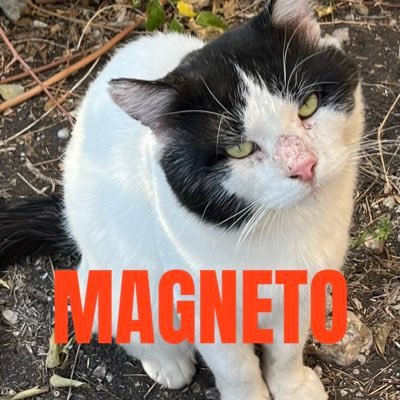 🐈⬛ Feline™️ TwitX LongHauler. Proud Texans. 1A 2A✨ The Stars At Night Are Big And Bright ✨ #CatsOfTwitter #CatsOfInstagram #CatsOfX #HorrorCommunity #USA