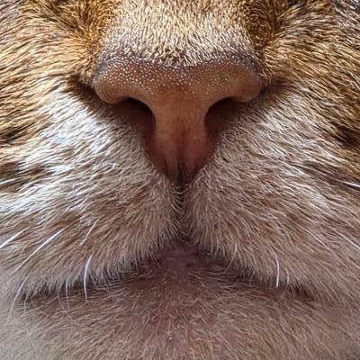 Chaeyeon______'s profile picture. 니네집고양이 털복슬복슬껴안아주고싶고이뻐해주고싶고사랑스러움 배가빵빵한게아니라물렁함 거의무슨마크슬라임수준 얼굴만작고 몸은크지만 사랑해