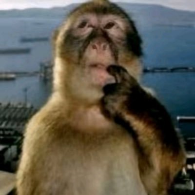 zephyxlol's profile picture. 🏳️‍⚧️