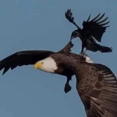 AbdulSalam78701's profile picture. Content Creator             F4F