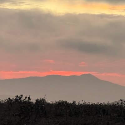 daas's profile picture. $ANYONE $XMW