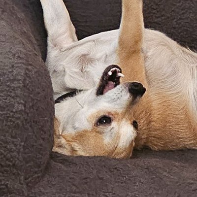 Troikaaaaaa's profile picture. 