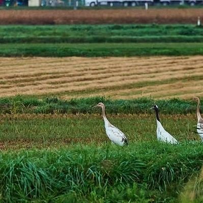 himemiku3939's profile picture. 