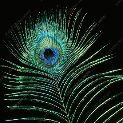 AjayBynoe's profile picture. Let the good times roll.