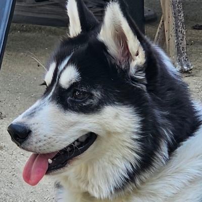 AllPetCrematory's profile picture. We have a crematory only for pets.  We specialize in private cremations.  This service is very affordable.
Call for details 317-822-8180.