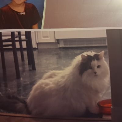 Deborahcha41553's profile picture. I like wrestling love animals cooking music
