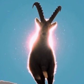 IBEXGoatWifAura's profile picture. $IBEX - Goat Wif Aura
arena born, thrives in avalanches ( $AVAX ), sure‑footed on any climb (bonding curves) unstoppable energy. Perfect arena mascot.