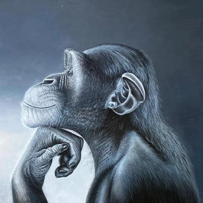 CookingCatSol's profile picture. Full-time crypto degen