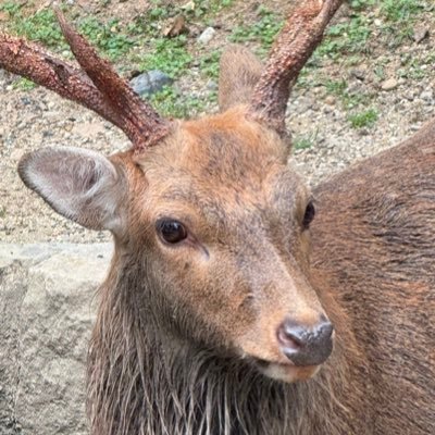 鹿ーネルさんさんのプロフィール画像