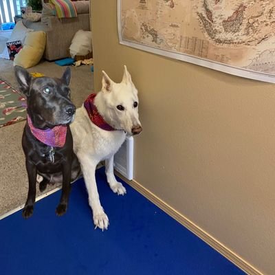 Cpt. Carter #ZSHQ. Hang out at #ClaLolasCafe, @theruffriderz, #CartersRuffCuties & #FurryTails. My Bestie is Avi the Great 🌈. I have a Mini-me: Rhona.