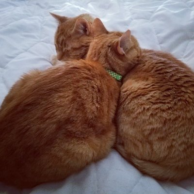 BookendedByCats's profile picture. @brainwise and @dangrdafne live in PA and blog about music, movies, TV, comics, etc. while bookended by Milo & Otis -- their short, orange, and furry boys. 🐱