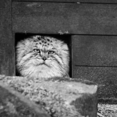 tigrewoods22's profile picture. The Revolution Will Not Be Televised / igaming