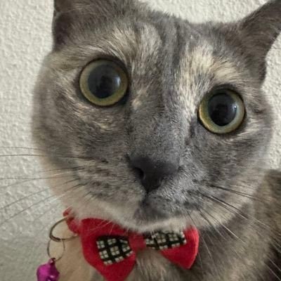 Just Elizabeth Cat . Elizabeth is a Seeker user. CA: DiiTPZdpd9t3XorHiuZUu4E1FoSaQ7uGN4q9YkQupump