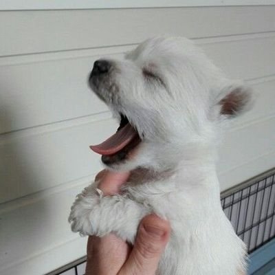 moongggyu's profile picture. 그림 백업