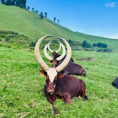 theoGashug's profile picture. 